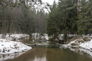 Karlı bir kış ormanında küçük bir nehir