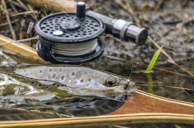 Wild brown trout caught fly fishing.
