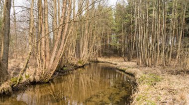 Küçük güzel orman Nehri.
