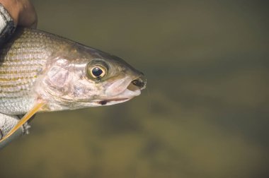 Fly-fishing. Grayling. Fishing on an artificial fly.