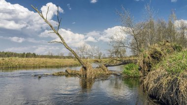 Yalnız bir ağaç biraz büyümüş creek.