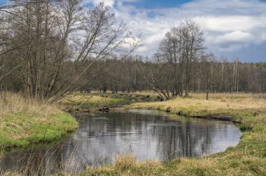 Yalnız bir ağaç biraz büyümüş creek.