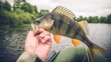 Perch fishing. Fishing with spinning.