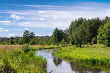 A small forest river. The nature of Belarus.