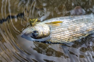 Grayling caught in water fly fishing.