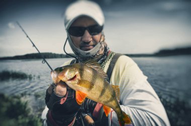 The angler with perch. Fishing with spinning.