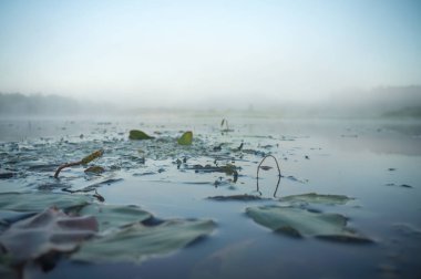 Puslu bir şafak Nehri üzerinde.