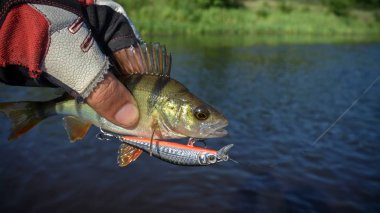 Belarus. Minsk region. Berezina river. July 13.2017 Perch on the hook. Wobbler brand StrikePro