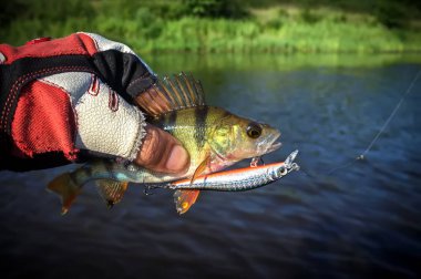 Belarus. Minsk region. Berezina river. July 13.2017 Perch on the hook. Wobbler brand StrikePro