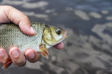 Fish caught fly fishing. Fishing on an artificial fly.