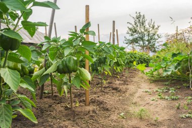 Yeşil biber çiftlikte büyümek.