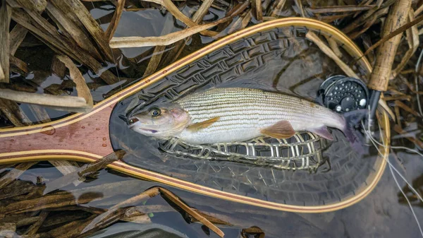 Grayling Atrapado Mosca Pesca Con Mosca — Foto de Stock