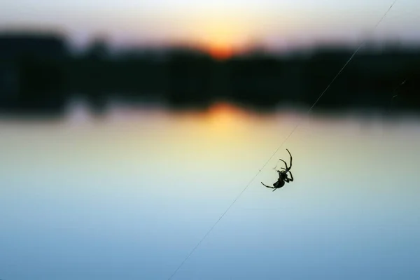 Silhueta de Aranha na superfície de fundo do lago ao pôr do sol . — Fotografia de Stock