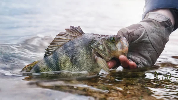 Ψάρεμα, πέρκα στο άγκιστρο. — Φωτογραφία Αρχείου