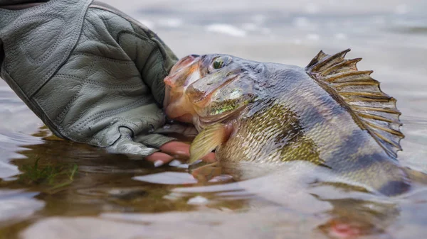 Fiske. Jag catch & release. Abborre på frihet. — Stockfoto