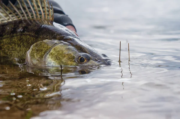 Fiske. Jag catch & release. Gös på frihet. — Stockfoto