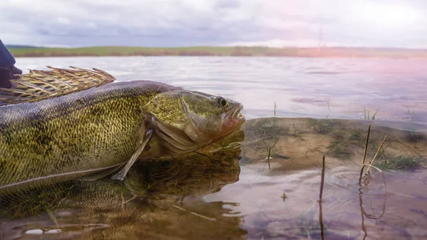 Fiske. Jag catch & release. Gös på frihet. — Stockfoto