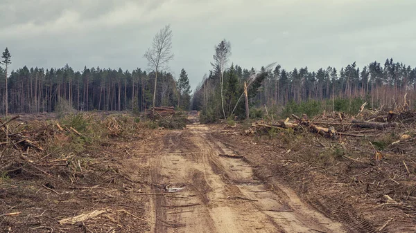Ecología. Las consecuencias que surgieron como resultado de la deforestación . — Foto de Stock