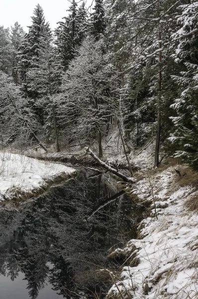 Piccolo fiume in una foresta invernale innevata — Foto Stock