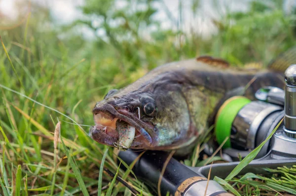 Gös fångad spinnspö. — Stockfoto