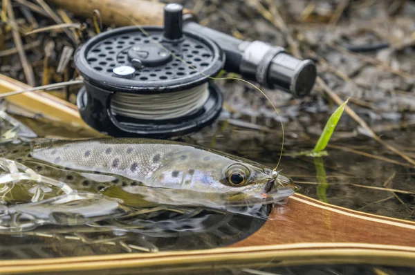 Wilde Bruine Forel Gevangen Vliegvissen — Stockfoto