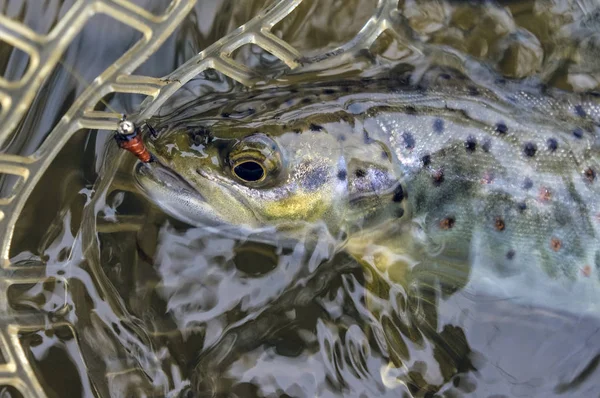 Wild Brown Trout Caught Fly Fishing — Stock Photo, Image