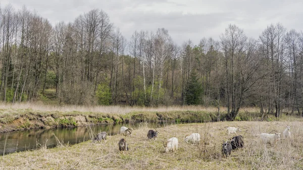 Kozy Pasoucí Lesním Potoce Pastviny Hospodářských Zvířat — Stock fotografie