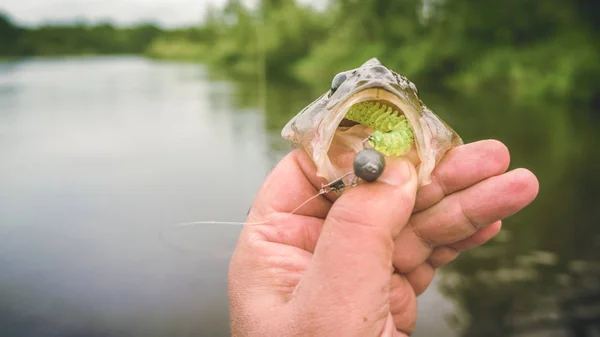 Barschangeln. Angeln mit Spinnen. — Stockfoto