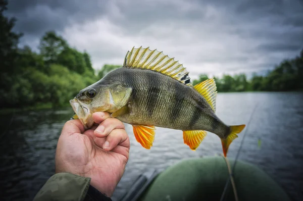 Perch fishing. Fishing with spinning. — Stockfoto