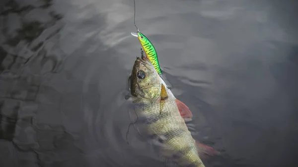 Belarus. Minsk region. Berezina river. July 12.2017 Perch on the hook. Wobbler brand StrikePro — Stock Photo, Image