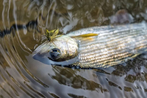 Grayling caught in water fly fishing. — Stockfoto