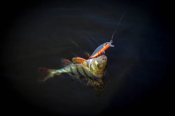 白俄罗斯。明斯克地区。别列津纳河7月12.2017 鲈鱼在钩。摇摆品牌 Strikepro — 图库照片