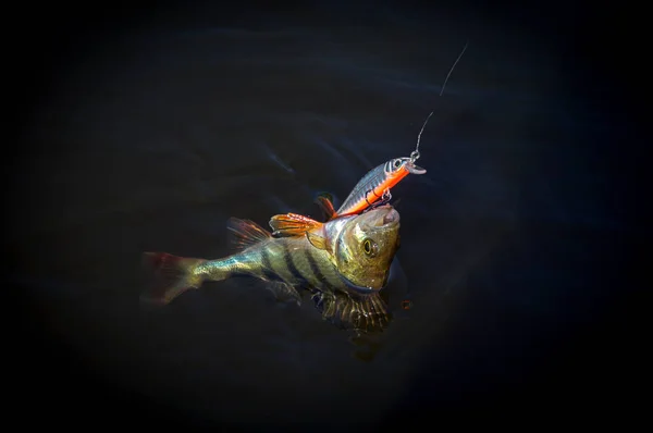 Belarus. Minsk region. Berezina river. July 12.2017 Perch on the hook. Wobbler brand StrikePro — Stock Photo, Image