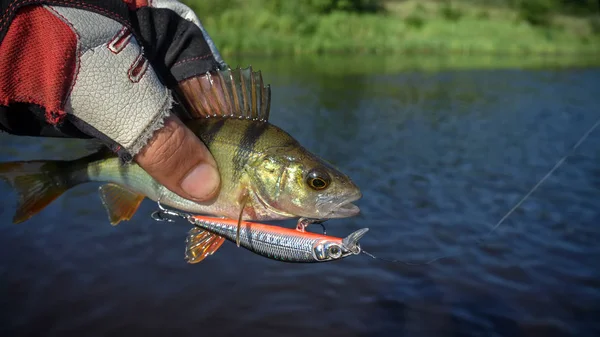 Bielorrusia. Región de Minsk. Río Berezina. Julio 13.2017 Perca en el gancho. Marca Wobbler StrikePro — Foto de Stock