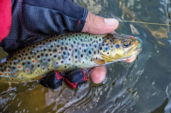 Trout Caught Fly Fishing Fishing Spinning — Stok fotoğraf