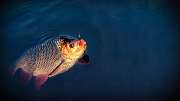 러드입니다. 물고기는 tenkara에 잡힌. — 스톡 사진