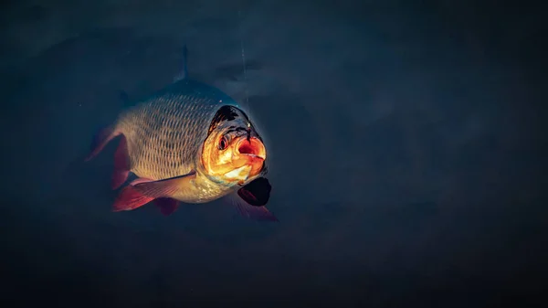 Rudd. Le poisson est pris dans un tenkara . — Photo