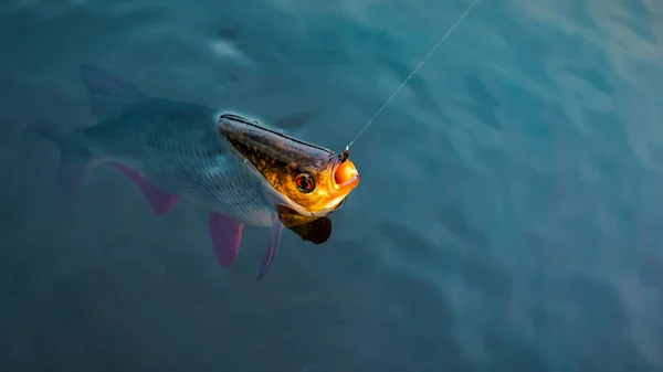 Rudd. The fish is caught in a tenkara. — Stock Photo, Image