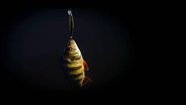 On hook. The perch is caught on the wobblers. — Stock Photo, Image
