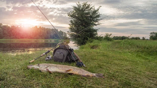 Trophy Pike fångad på en fisketur. — Stockfoto