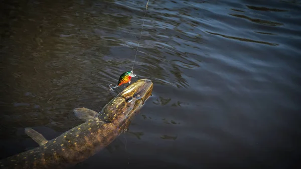 Enganchado. Pesca de una caña de spinning — Foto de Stock