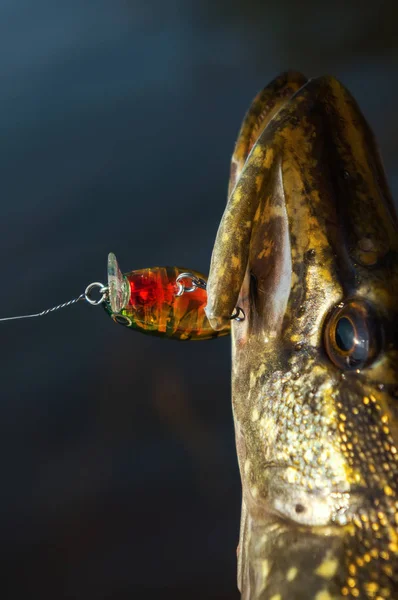 Al gancio. Pesca di una canna da spinning — Foto Stock