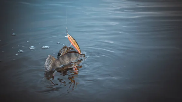 On hook. The perch is caught on the wobblers. — Stock Photo, Image