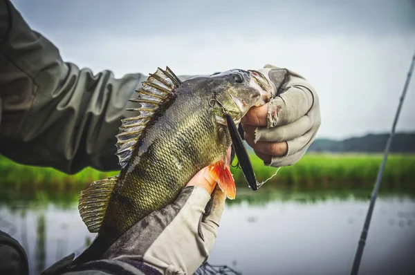 Perch in fisherman hands. Fishing with spinning. — Stock Photo, Image