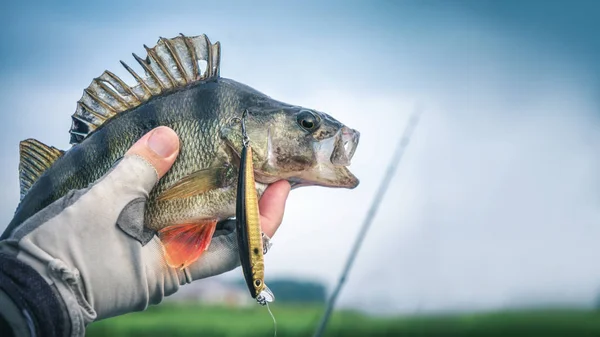 Окунь в руки рыбака. Рыбалка с прядением . — стоковое фото