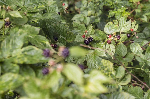 Blackberries Leaves Nature Belarus — Stock Photo, Image