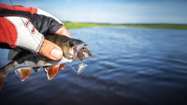 Catch perch on a spinning — Stock Photo, Image