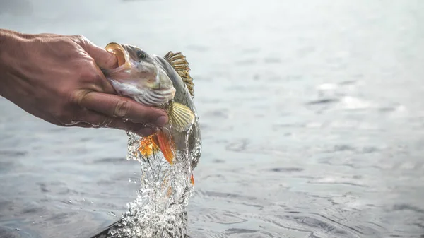 Pescado en mano pescador. Pesca . —  Fotos de Stock