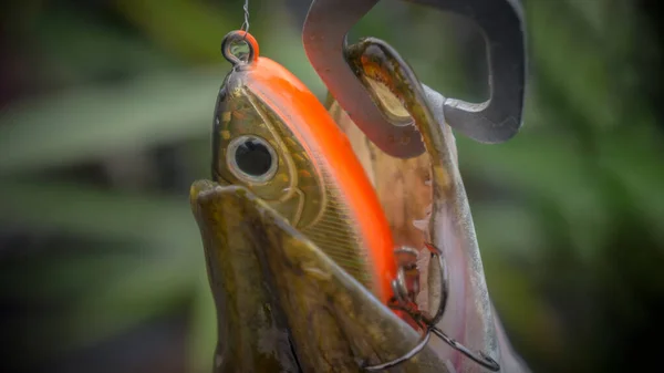 Op haak. De snoek is gevangen op de Wobblers. — Stockfoto