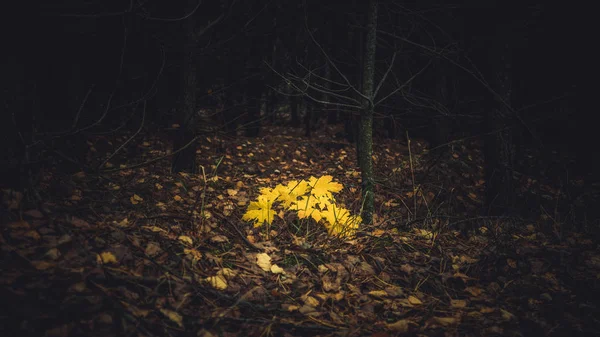 Žluté javorové listy v tmavém podzimním lese. — Stock fotografie